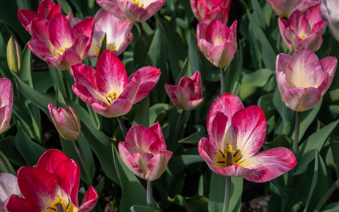Salem Arkansas Tulips at peak this weekend and Easter weekend