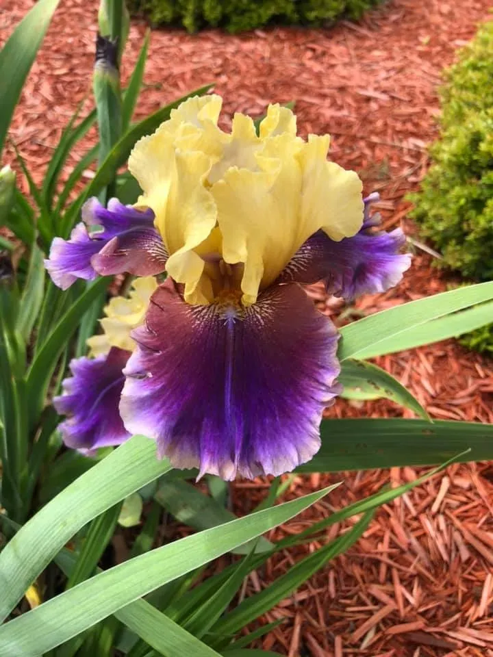 3rd Year for the Mountain View Iris Festival May 1-2, 2020.  Hosted annually the first weekend of May  Invites You to Enjoy Iris Blooms, Gardening Events, and Music on the Square    Mountain View, Arkansas  
