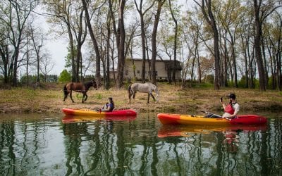 The Poke Bayou is a creek that begins in Sharp County, meanders through Izard County and ultimately ends as it empties into the White River in Independence County.