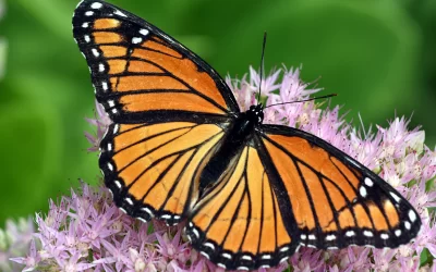 Calico Rock to offer program to educate on how to save endangered butterflies