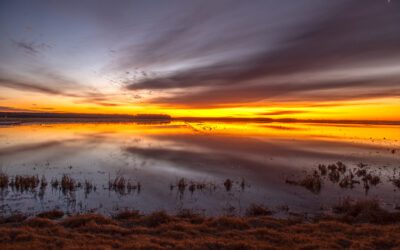 Duck Hunting in Arkansas